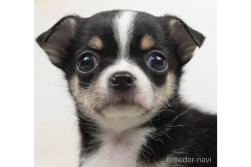 成約済の千葉県のチワワ(ロングコート)-225162の4枚目